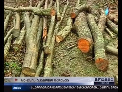 ტყის უკანონოდ ჭრა და პოლიტიკა