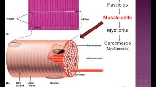 LECTURE: Muscle Tissue