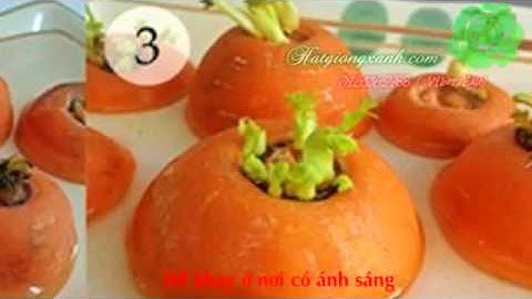 Trồng cà rốt bằng đầu củ tại nhà