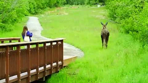 Debra Verses Moose