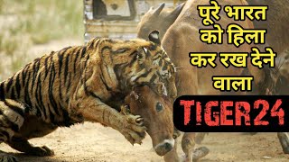 The Untold Story of Tiger 24, Also Known as Ustad: Facts and Phylum