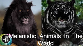 Top Ten Melanism Animals In The World