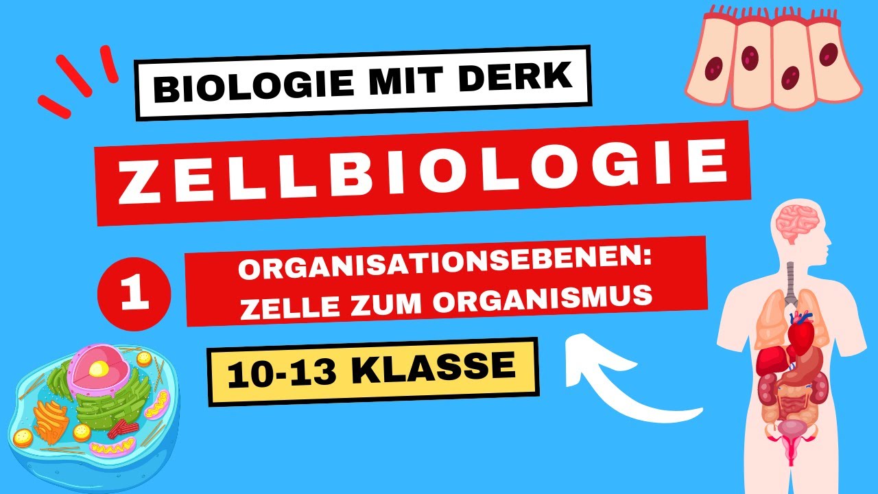 Von Der Zelle Zum Organismus Arbeitsblatt Lösungen Zellbiologie | 1 | Organisationsebenen: Zelle zum Organismus | 10 - 13