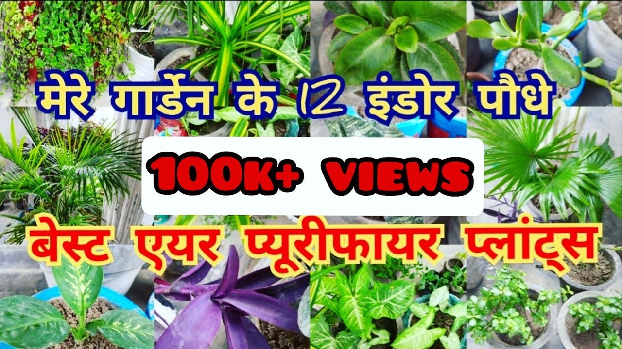 12 बेस्ट indoor plants / best indoor plants for clean air / best indoor