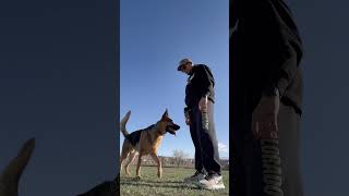 #tricks #puppytrainingtips #dogs #germanshepherd #gsd #tipsandtricks #working #dogtraining #howto