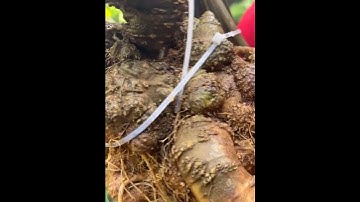 Củ sâm Ngọc linh trồng già trên 10 năm tuổi 2180 gam. siêu to ạ.