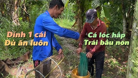 Đặt lờ cá lóc về hấp trái bầu non nhậu lai rai ngày mưa | Cù Lao Dung Vlogs