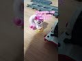 숙제를 안한 토마스의 최후(?) [출처: 슈퍼블롭이] #하츄핑
