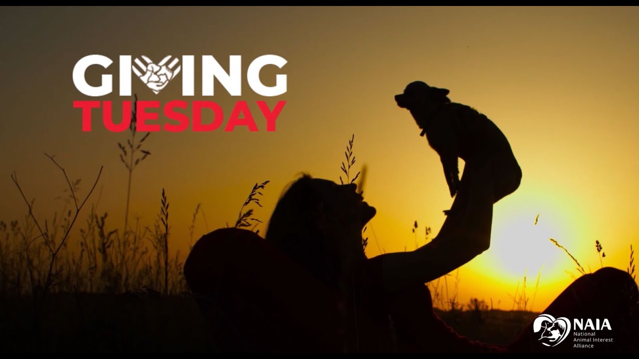 Support NAIA this Giving Season