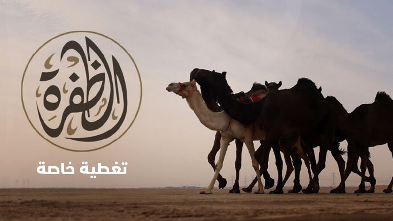 مهرجان الظفرة 18 - مزاينة الظفرة.. 20-01-2025