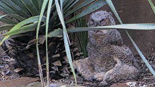 Owlet Keeps Cool At Wildflower Center Great Horned Owl Nest – May 8, 2024