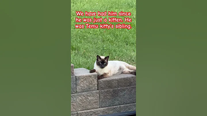 Watch the video about Help! Siamese cat! #pets #siamese #cat #kitten #pets #love #rescue #fyp #kitty #mean #why #family