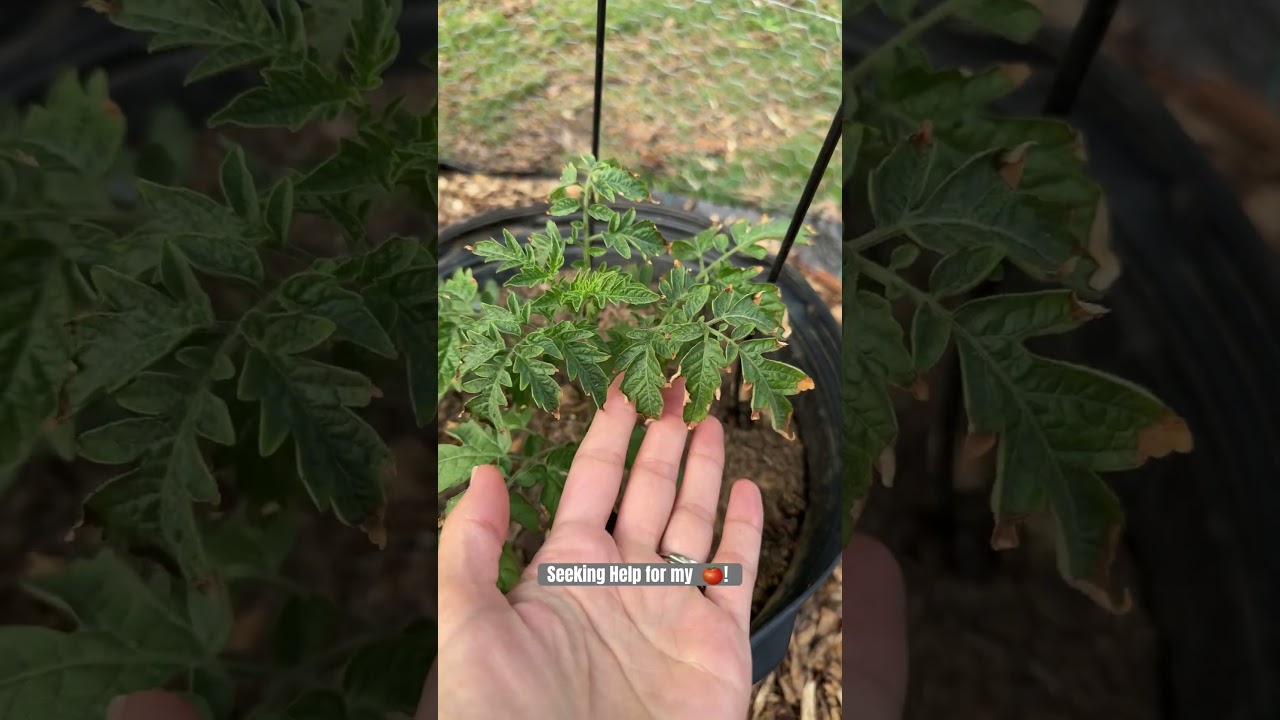 My 🍅 need your help! 