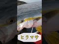チートルアー爆誕wwww #釣り #ジグヘッド　#ワーム #fishing #もったいない #チート #ダート #ぴゅん　#感謝