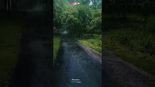 Deep Rain Sounds for Sleep, Study, and Relaxation 🌧️#calm #peace #nature #shorts #viral
