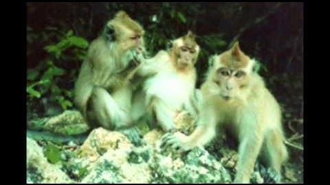 Godowsky - Chattering Monkeys at the Sacred Lake of Wendit