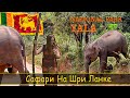 Сафари на Шри-Ланке .Национальный Парк Яла. "SriLanka Trip part 3"