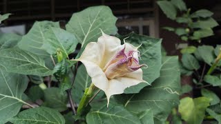Keindahan di Dekat Mu, Selalu Syukuri βΊ #views #video #viralreels #natural #beautiful #beuty #fyp