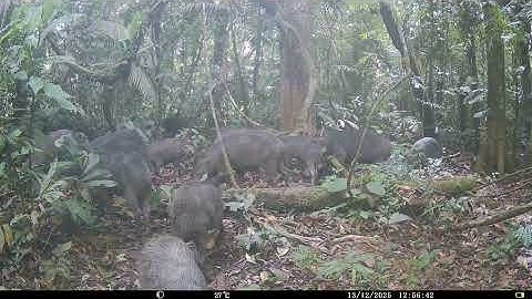 White-lipped peccaries  (Tayassu pecari) at Forest Clearing - Napo Moist Forests