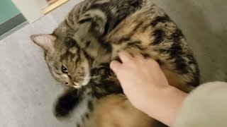 Как кот встречает хозяев каждый день после работы; How cat greets owners every day after work Как кот встречает хозяев каждый день после работы; How cat greets owners every day after work