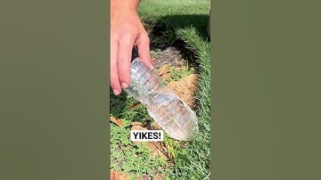 Thumbnail of #cantbelieve what came out #cicada #killer #trending #satisfying #beforeandafter #insects #lawn #op