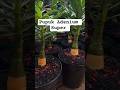 Rekomendasi Pupuk Adenium #adenium #rosadodeserto #bonsaiadenium #adeniumalbino #adeniumbonggolemas