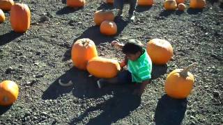 pumpkin patch - Ardenwood