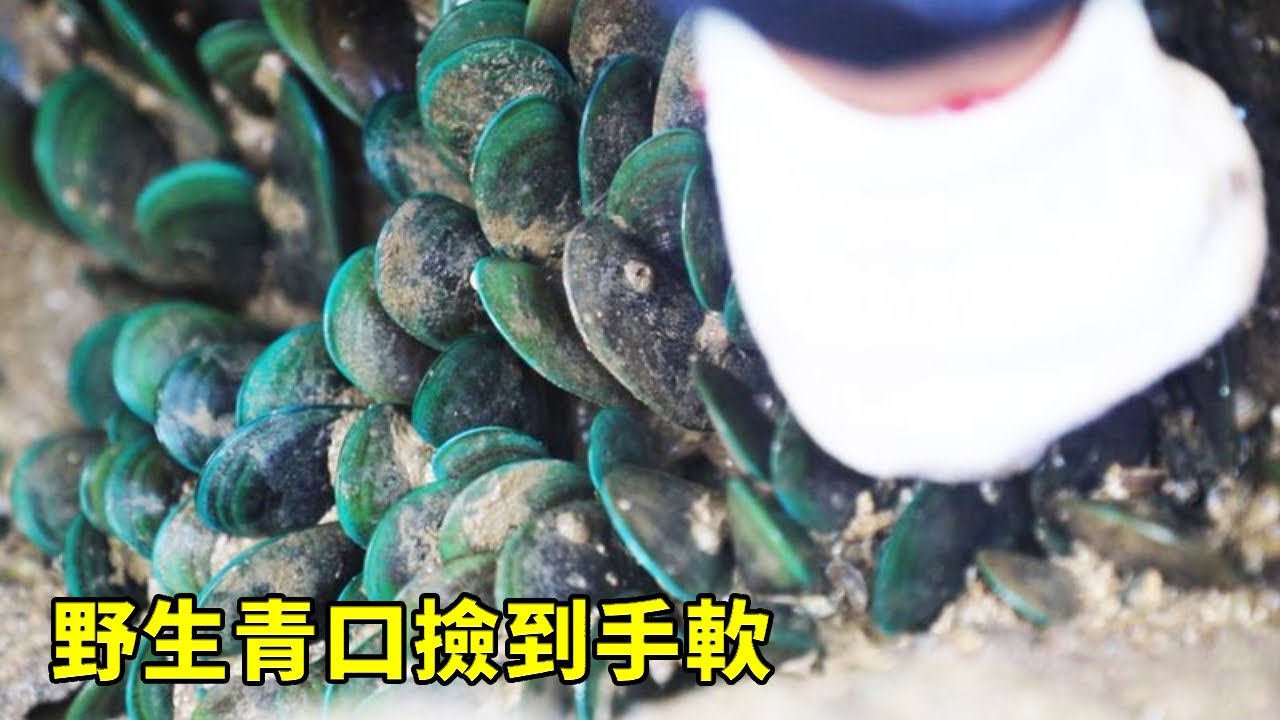 小漁凌晨趕海，密密麻麻的野生青口撿到手軟，驚呼這次要發財了【漁小仙】