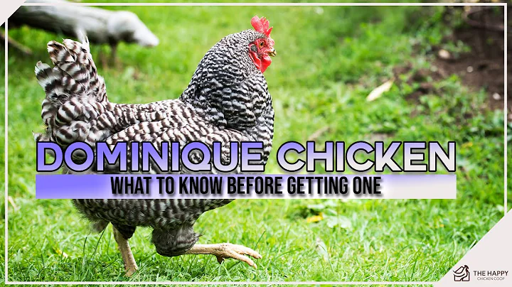 Dominique Chicken: What to Know Before Getting One