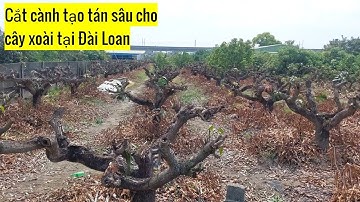 Cắt cành tạo tán sâu cho cây xoài tại Đài Loan.