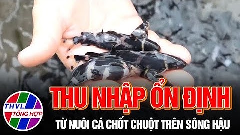 Thu nhập ổn định từ nuôi cá chốt chuột trên sông Hậu