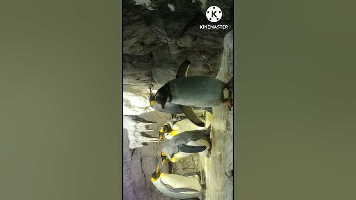 penguin/Osaka aquarium#lovely#moment#japan#waitforend🥰😇