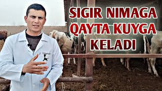 Qoramollar nima uchun qayta kuyga keladi? | Sababi qanday, Veterinar maslahati⁉️