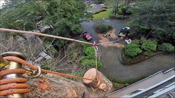 Tree Cutting Takes Practice