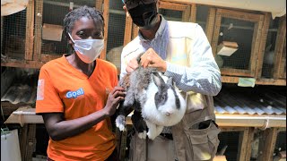 RABBIT FARMING: One of the most affordable yet profitable agribusiness ventures | #TheStartupTalk