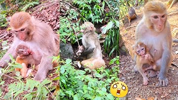 The baby monkey fell from a high tree, the mother monkey was extremely panicked and scared.
