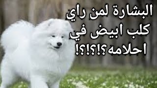 تفسير حلم الكلب الابيض الصغير|تفسيرحلم الكلب الابيض للمتزوجه|للحامل|لابن سيرين|للبنت العزباء|رؤية