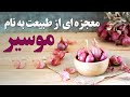 معجزه ای از طبیعت به نام موسیر ایرانی