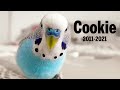 Budgie sounds in Memory of Cookie 2011 - 2021 😥