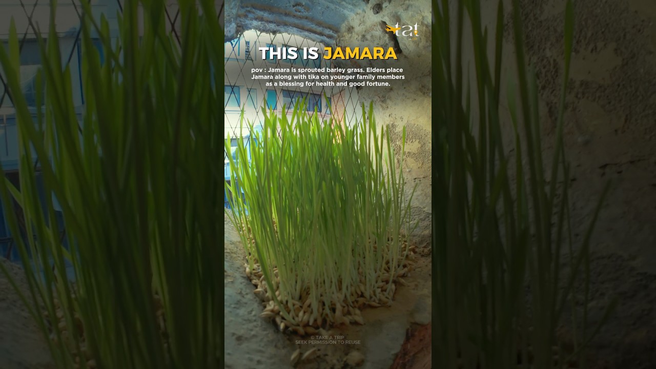 Это "JAMARA" - Dashain 2082 