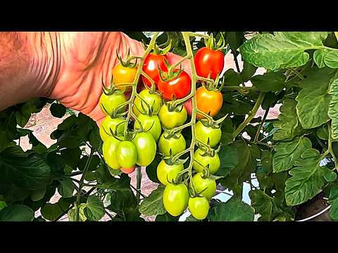 We Harvested Our First Tomatoes and Seeded Our Last