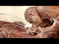 アピ兄ちゃんを触ってチュ、ホッピー・オランウータン 2023/01/30、31