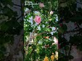 أصالة نصري يمين الله أحبك حب مالو حدود