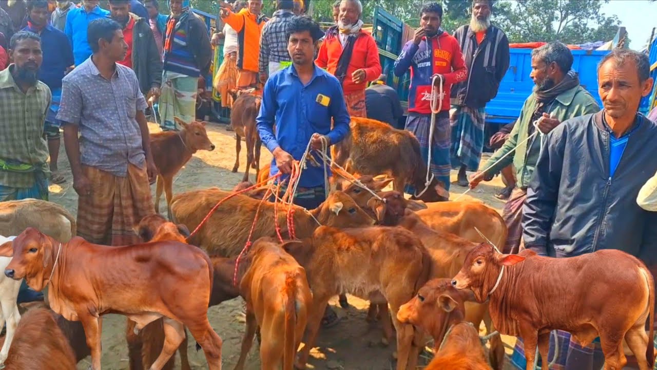 @আজ ১৭ জানুয়ারি"২৬ | সবচেয়ে ছোট্ট ছোট্ট ষাড় ও বকনা বাছুর গরুর দাম | আফতাবগঞ্জ হাট |দিনাজপুর 