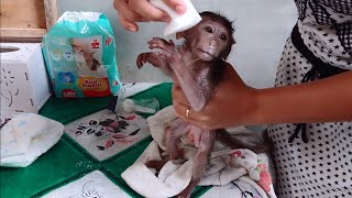 Baby Monkey Makeup After A Shower