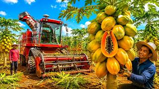 Inside Thailand’s Papaya Harvest: From Millions of Fruits to Famous Som Tam