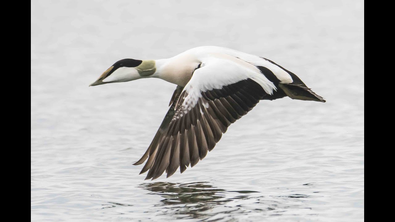 Luontokuvausta Porkkalanniemellä! 15-16.5