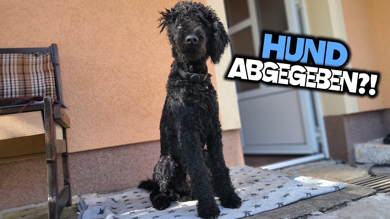 Musste ich meinen Hund wieder abgeben?! - YouTube