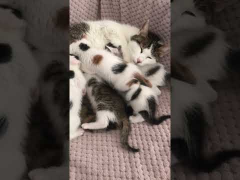 Yavru Kedinin Yer Bulma Çabası 💖 #shorts #funnycats #catvideos