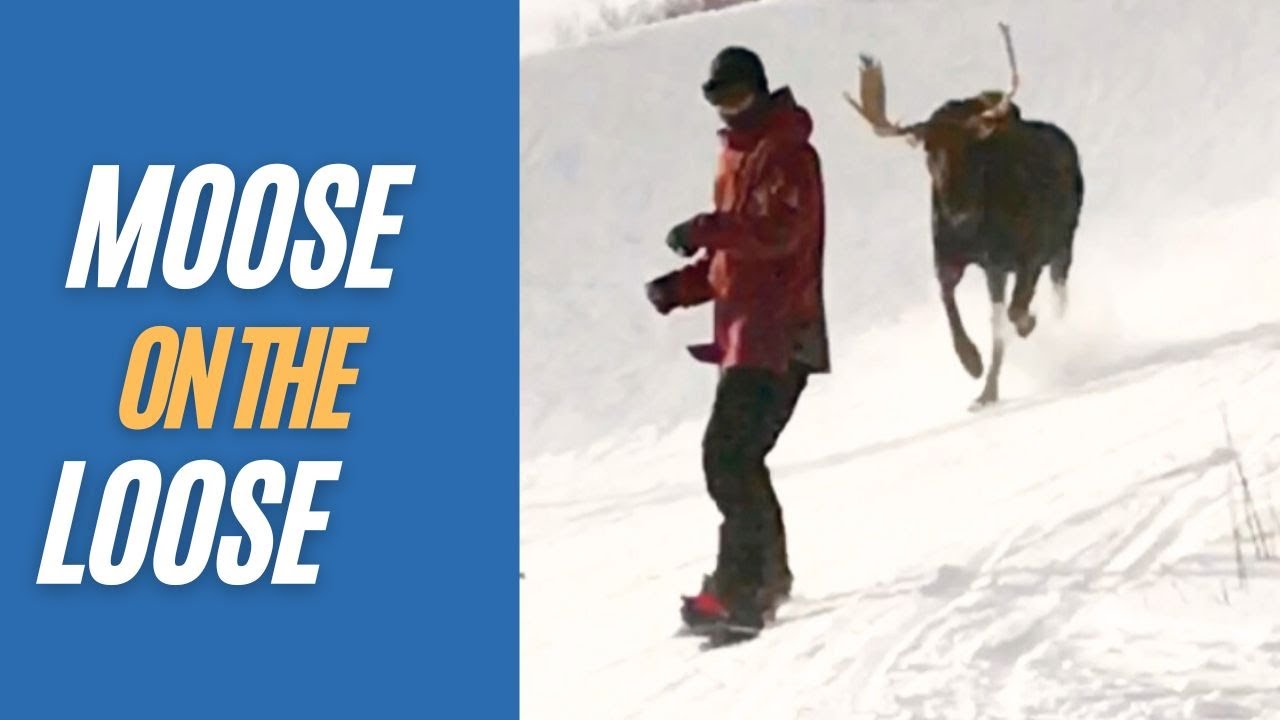 SURVIVING A MOOSE ATTACK ON THE SLOPES: Insane footage of skiers and ...